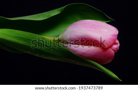 A lovely fresh pink Tulip isolated on black and photographed closely.