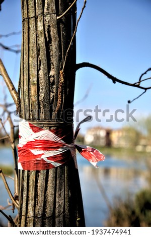 Closeup of a white and red tape wrapped around a tree trunk