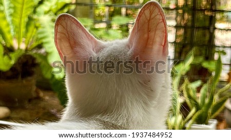 white domestic cat looks out to the park, soft blurry background