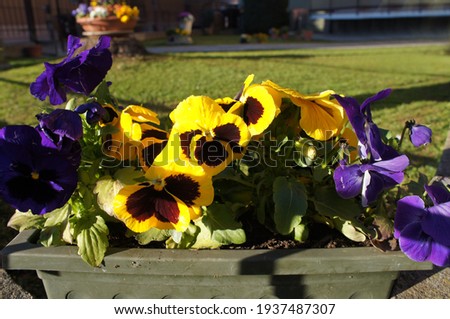 Yellow and blue pansy flowers in the garden
