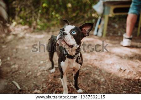 Boston terrier on the Woods hetherocromia
