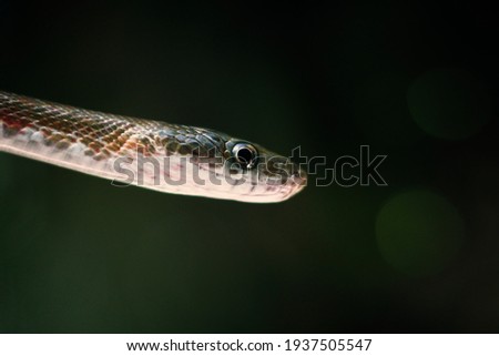 Brown beautiful snake with big detailed eyes close up macro 