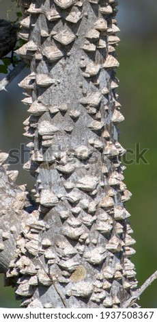 Zanthoxylum limonella (prickly ash, Hercules club, toothache tree)  trunk has a grayish-white bark with large thorns and spike covered along branches. corky nubs, close up  Royalty-Free Stock Photo #1937508367