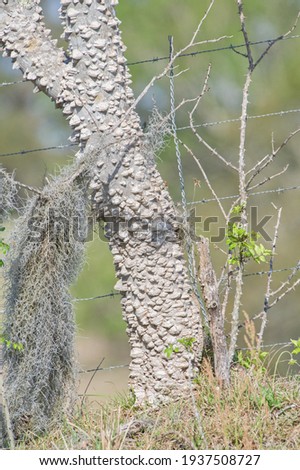 Zanthoxylum limonella (prickly ash, Hercules club, toothache tree)  trunk has a grayish-white bark with large thorns and spike covered along branches. corky nubs, close up  Royalty-Free Stock Photo #1937508727