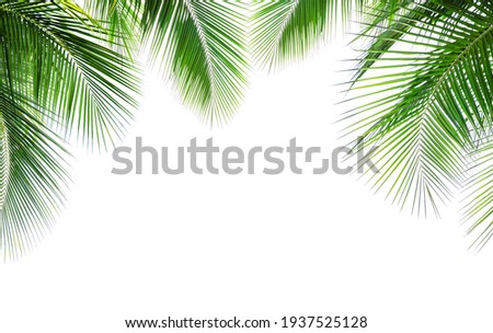 Green leave of coconut palm tree isolated on white background Royalty-Free Stock Photo #1937525128