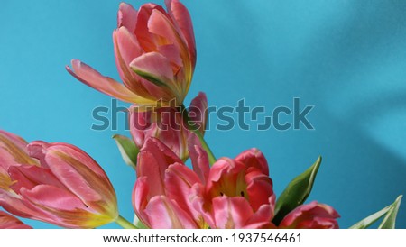 Isolated pink tulips on blue background for banner, large format