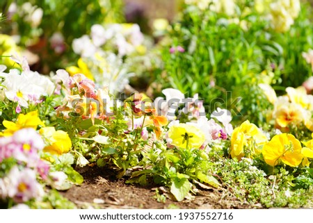 Blooming flowers on a flower box