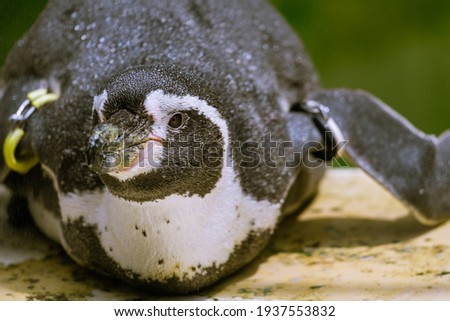 Penguin at the aquarium in summer