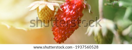 ripe red and unripe green wild berry strawberries on the bush in zoomed view. banner. flare