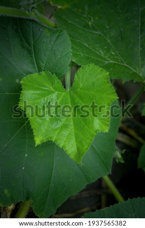 green pumpkin leaves in the garden