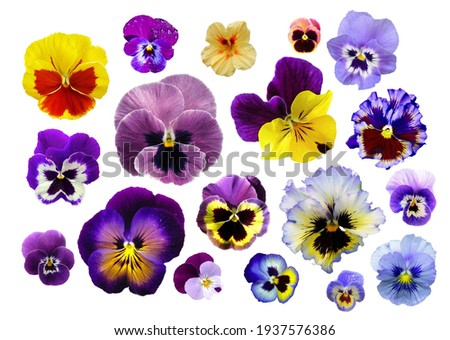 PNG PANSY FLOWER COLORFULL CUT Royalty-Free Stock Photo #1937576386