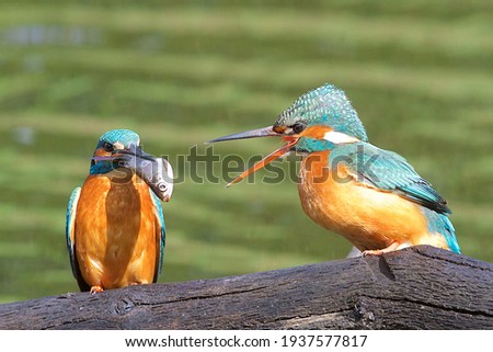 Couple of Kingfishers Alcedo atthis with courtship behavior with the male bringing a large prey of Rutilus rudd fish to the female that has her bill wide open sitting on a dead wet trunk above green  Royalty-Free Stock Photo #1937577817