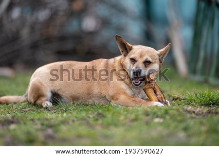 small brown dog chewing a big bone