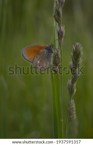 Small heath (Coenonympha pamphilus) butterfly on grass blade, green meadow background, butterfly on a plant close up, natural background, in nature.