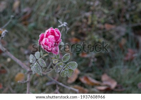 First snow on pink rose and green leaves. Close-up picture of flower in frosty garden. Late autumn, winter is coming 