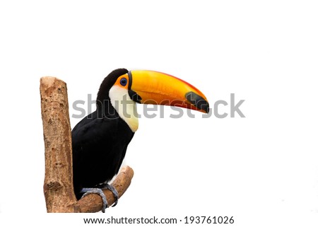 exotic toucan bird isolated on white background