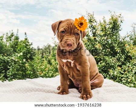 Pretty puppy of chocolate color with a bright flower on his head on a background of blue sky on a clear, sunny day. Close-up, outdoor. Concept of care, education, obedience training, raising of pets