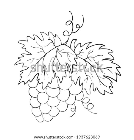 Branch of grapes. Summer. Coloring book illustration