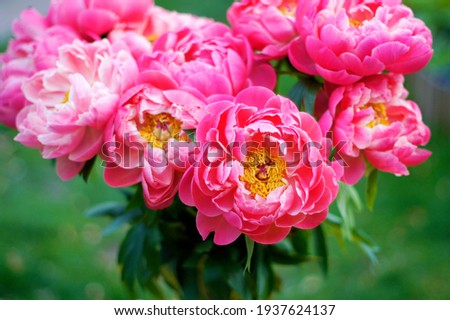 a macro closeup of bunch bouquet a beautiful pink coral yellow red purple peony or paeony Paeonia rose flower against green grass background Royalty-Free Stock Photo #1937624137