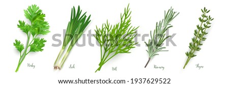 Green herbs set on white background. Thyme, rosemary, parsley, dill, leek spices vector illustration. Herbal seasoning ingredients for cooking. Healthy cuisine condiments. Royalty-Free Stock Photo #1937629522