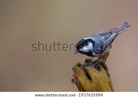 Little songbird named coal tit or chickadee, perched on a branch.
