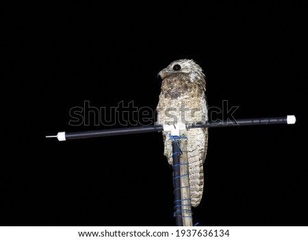 Front view of a great potoo during night on an antenna