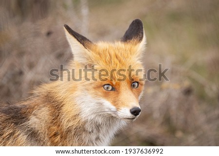 Close portrait of a Red Fox. Vulpes vulpes.
