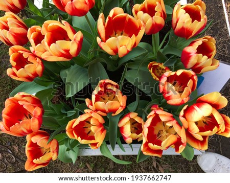 Tulip flower. Beautiful tulips in tulip field at spring day


