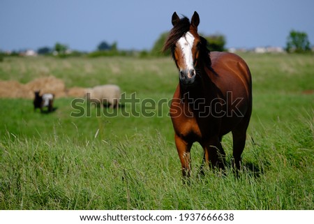 beautiful attitude of a wild horse in its environment