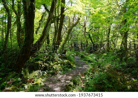 a refreshing spring forest with a path, in the sunlight Royalty-Free Stock Photo #1937673415