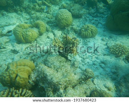 Beautiful underwater coral reef with tropical fish in Maldives