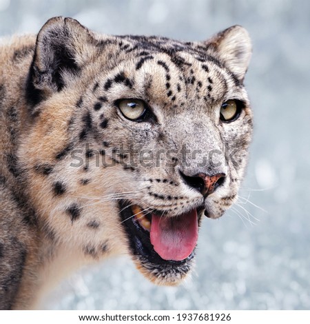 The snow leopard is a massive species that lives in mountain ranges extending across central and southern Asia, and is powerful and predatory.