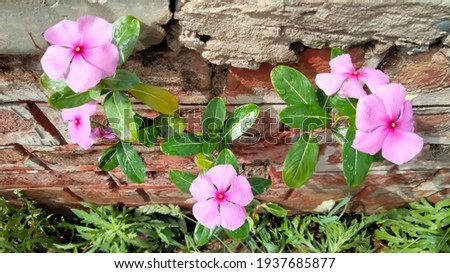 A plant of pink jasmine flowers on a wall