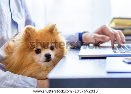 Freelancer man, bisnessman with his friendly pomeranian spitz using laptop at remote home office. owner and loyal dog together. pet adoption. closeup Royalty-Free Stock Photo #1937692813