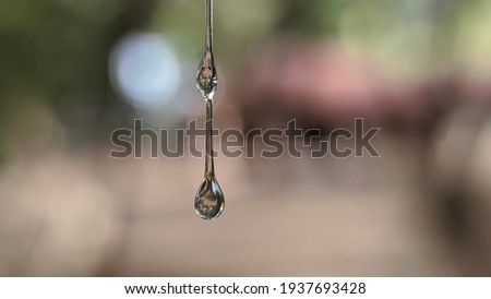 Sap is a fluid transported in xylem cells (vessel elements or tracheids) or phloem sieve tube elements of a plant. Royalty-Free Stock Photo #1937693428