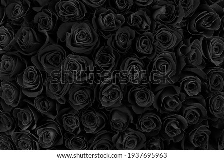 beautiful black roses. floral background