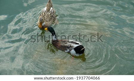 Two lovely duck be fed by someone in the clear pond