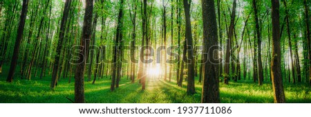 spring forest trees. nature green wood sunlight backgrounds. Royalty-Free Stock Photo #1937711086