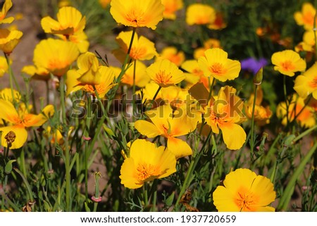 Orange California poppy flowers in a garden