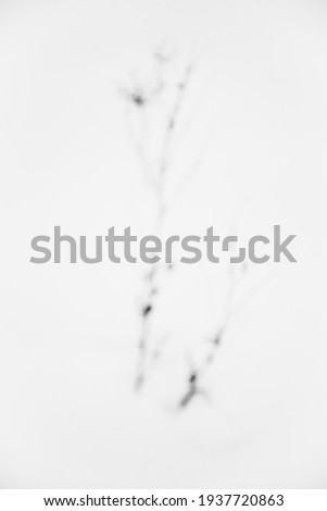 Winter black and white film photography, fuzzy and noisy. Thin plants wading through drifts of snow. Plants in the snow