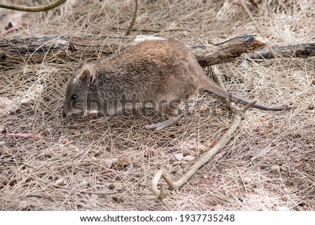 the long nosed potoroo is a small  brown marsupial