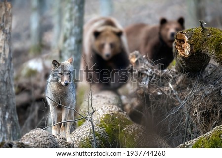 Wolf on a fallen tree with two bears in the background. Wildlife scene from spring nature. Wild animal in the natural habitat