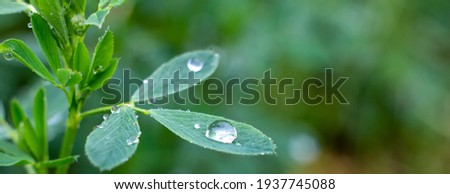 Dew drops on alfalfa leaves, green background of nature and growing grass in the garden. Royalty-Free Stock Photo #1937745088