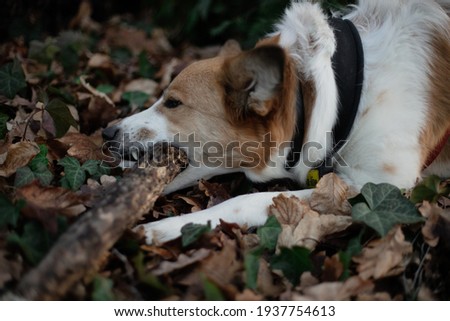 A dog with a stick in a city park or forest. A close up portrait on blurred background. Low key portrait of a pet. Stock photography.