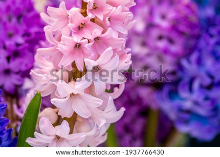 Beautiful colorful pink blue hyacinth flowers. Spring hyacinths blossom. Multicolored blooms. Nature background with spring flowers. Happy Easter  Card