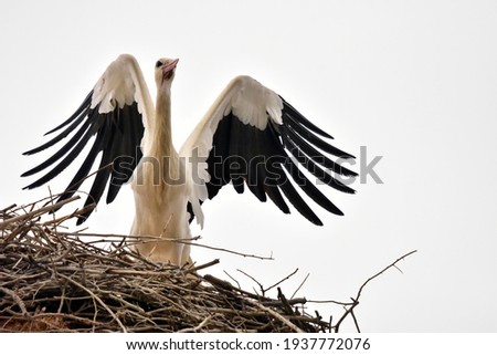Storks migratory birds and their offspring in spring