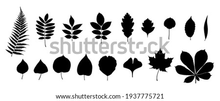 Big set of leaf silhouettes. Isolated shapes on white background. Collection of leaves of fern, maple, chestnut, birch, rowan, oak, willow, lilac, aspen, ash, ginkgo biloba. Stock vector illustration