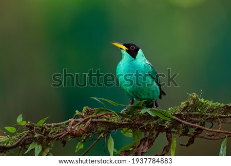 Green honeycreeper perched on a branch in Boca Tapada, Laguna de Lagarto Lodge, Costa Rica
