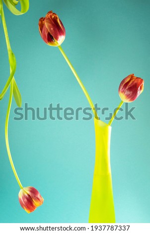 Three tulip flowers on a turquoise background, vertical photo