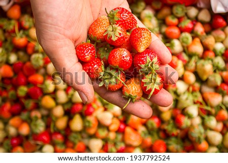 ripe strawberries in a child's girl hands on organic strawberry farm